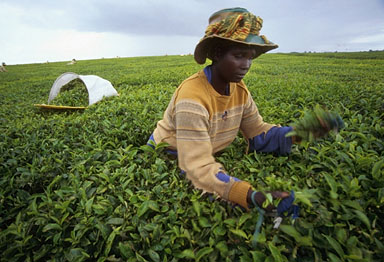 tea picking - Rwanda